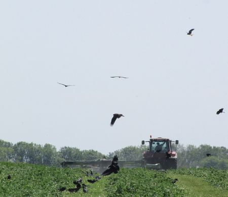 Red kites over a field