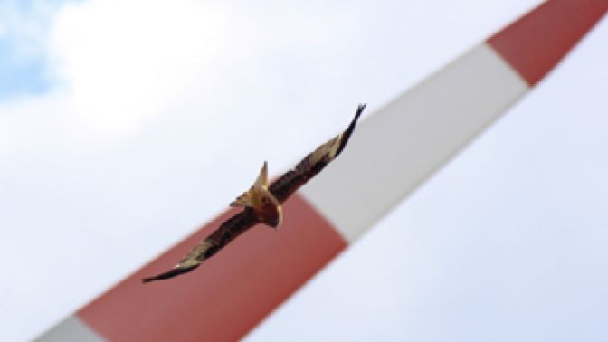 Red kite flying in front of a rotor blade
