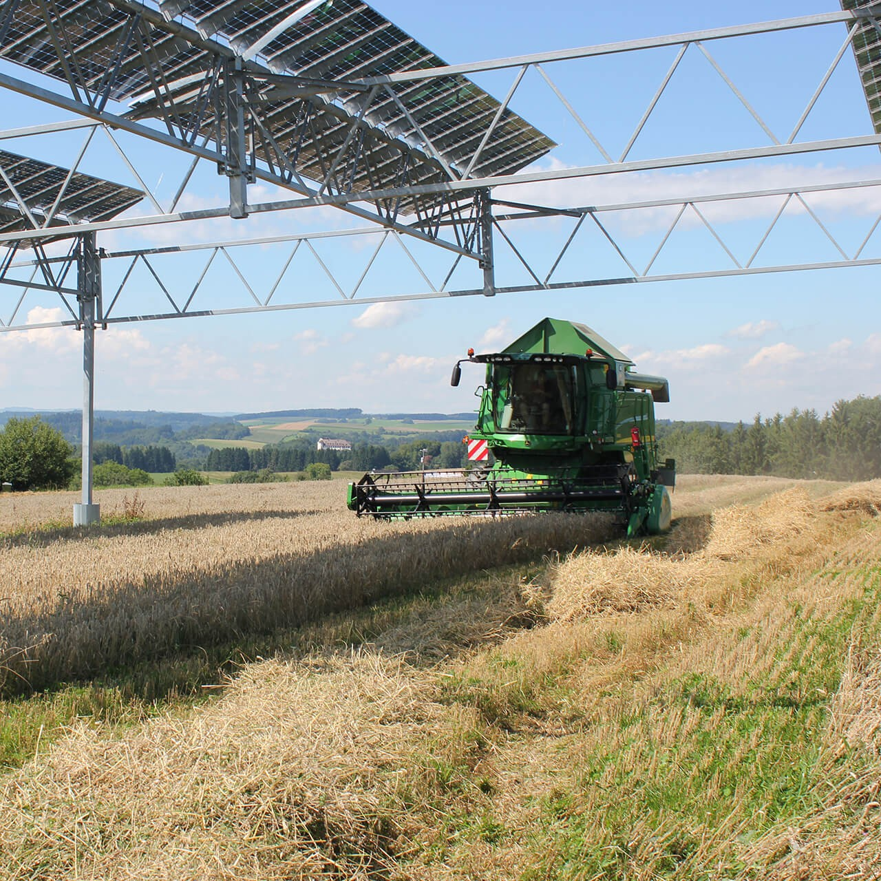 A combine harvester harvesting under an elevated Agri-PV system.