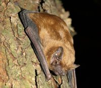 Bat on a tree trunk