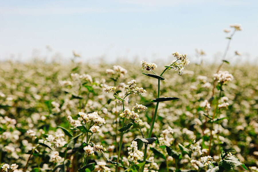 Die Nahaufnahme zeigt blühenden Buchweizen-Pflanzen auf einem Feld.