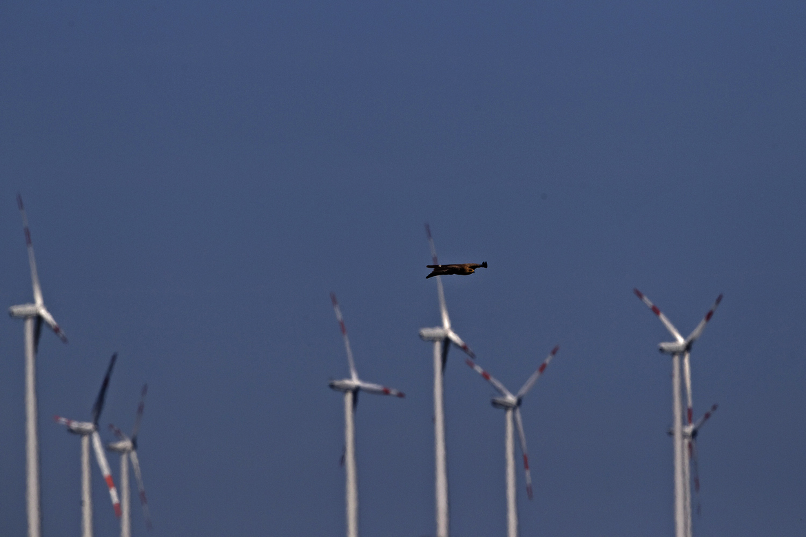 Lesser spotted eagle with wind turbines in the background