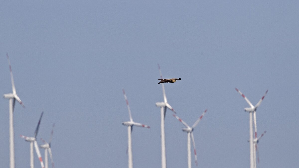 Schreiadler mit Windrädern im Hintergrund