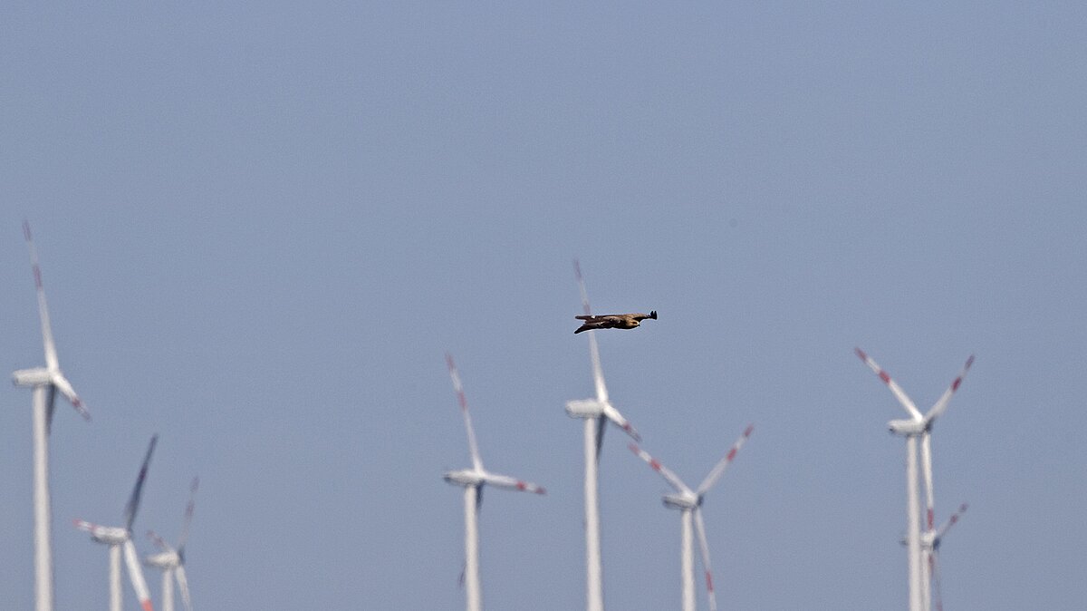 Lesser spotted eagle with wind turbines in the background