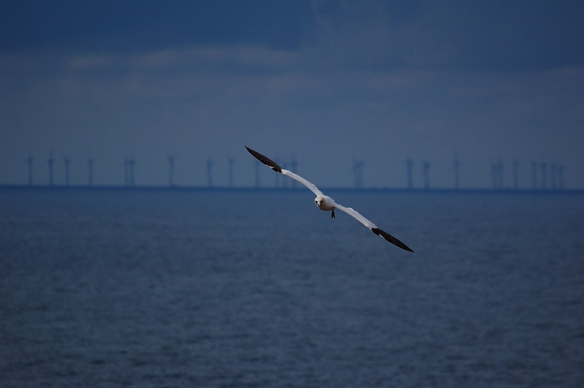 A gannet with outstretched wings in flight over the open sea, in the background the wind turbines of an offshore wind farm.