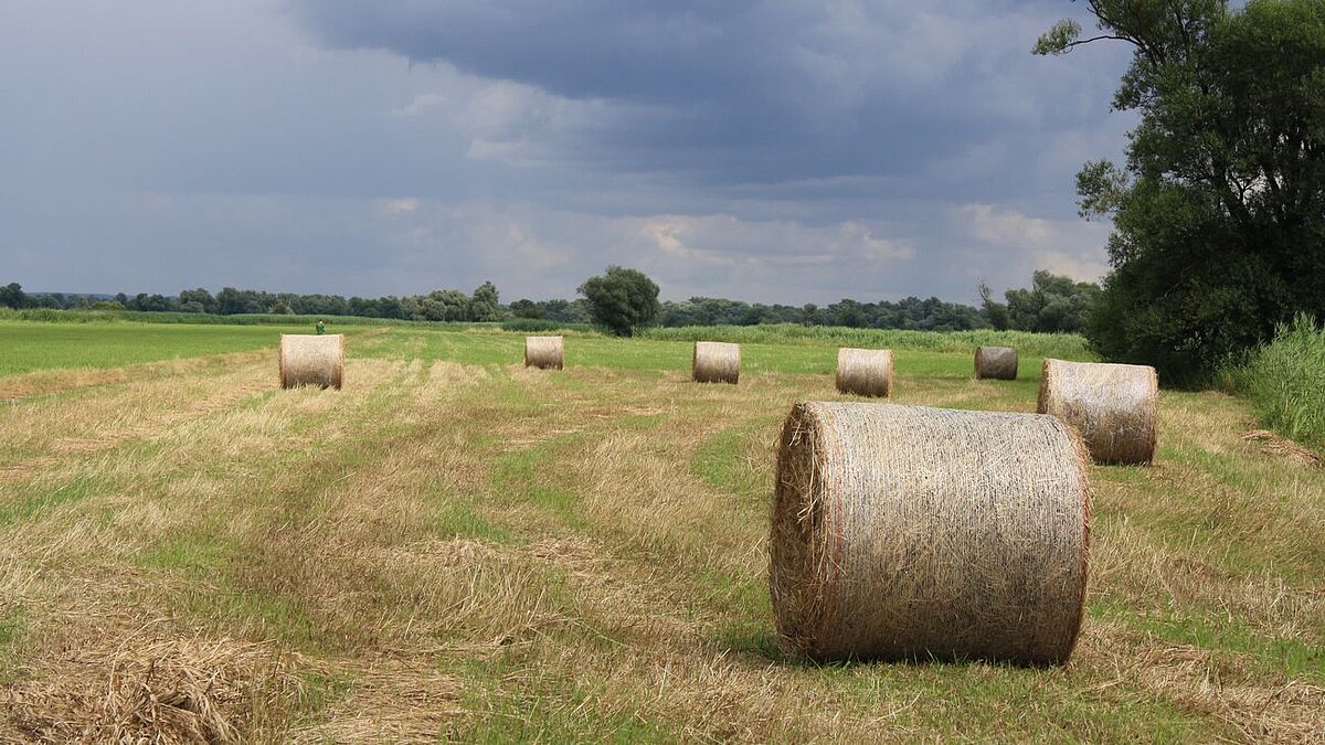 Heuballen auf einem abgeernteten Feld