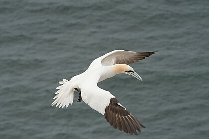 Close-up of a gannet in flight over the sea