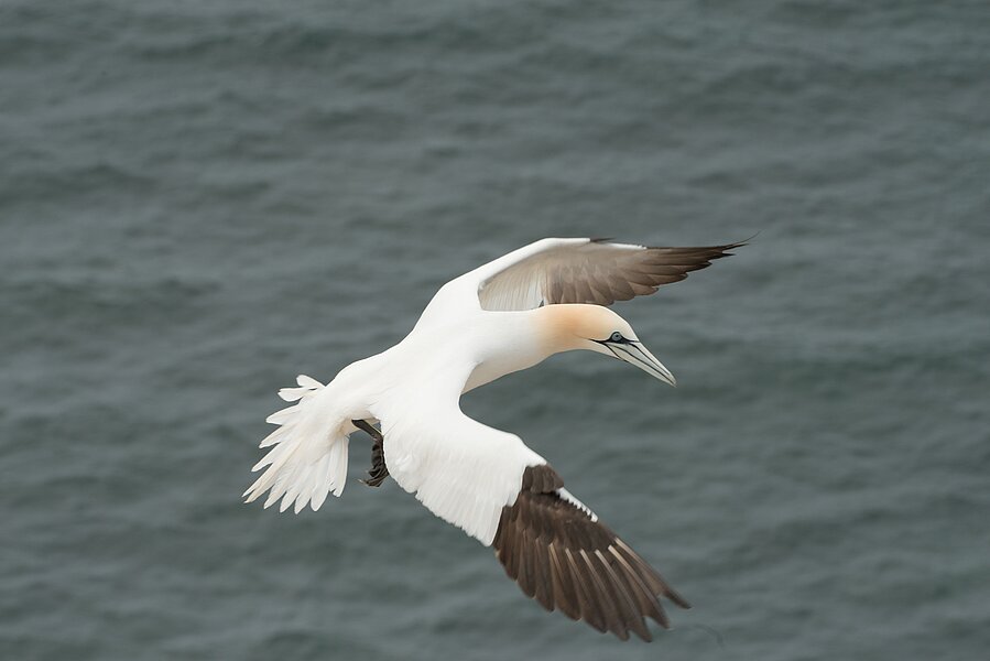 Close-up of a gannet in flight over the sea