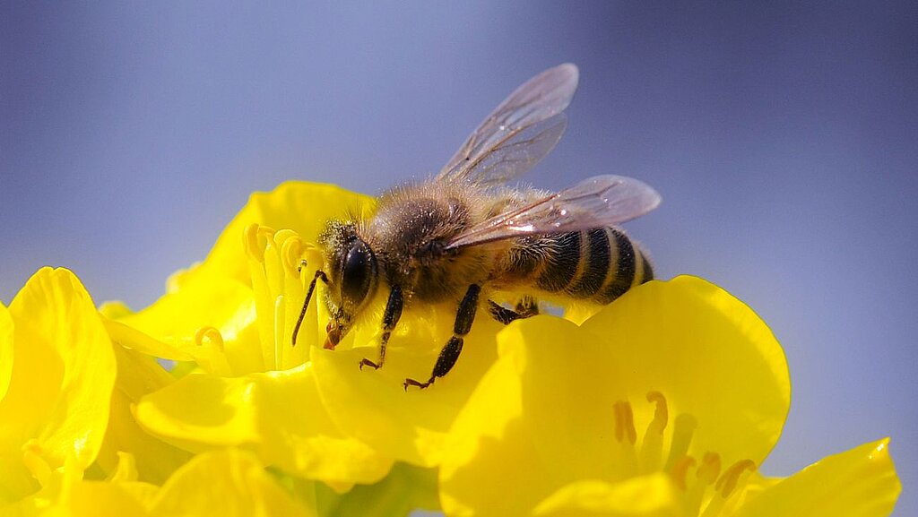 Biene auf einer gelben Blüte