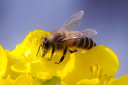 Biene auf einer gelben Blüte