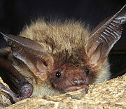 Fledermaus in Baumhöhle