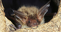 Fledermaus in Baumhöhle
