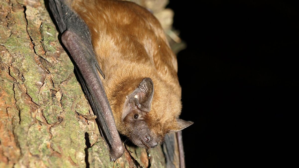 Bat on a tree trunk
