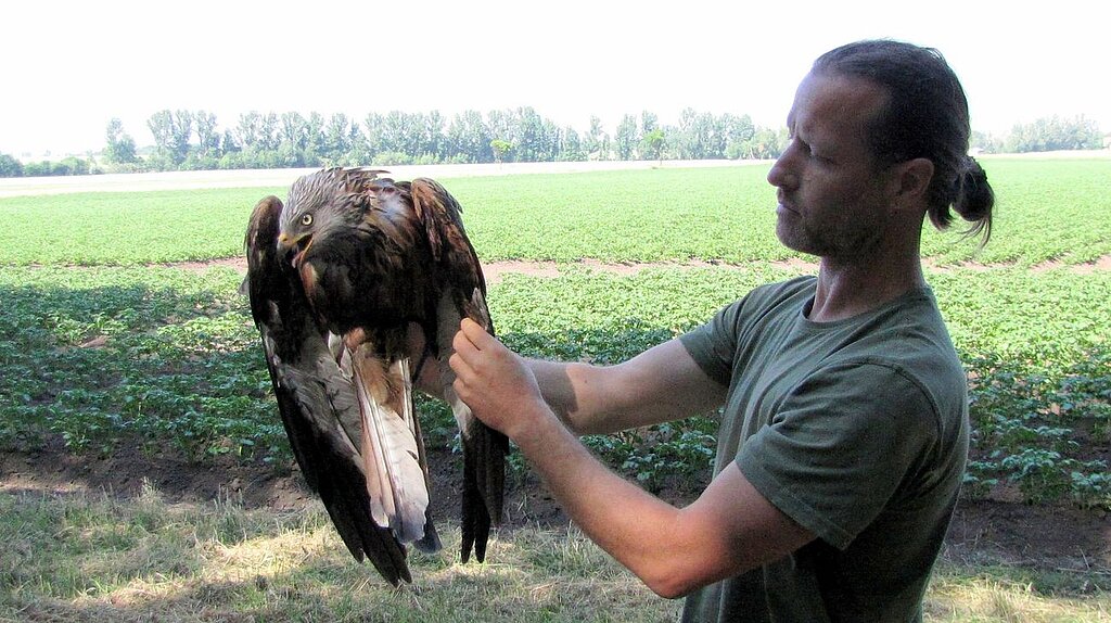 Wissenschaftler hält den Greifvogel auf dem Arm