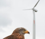 Ein Rotmilan vor einer Windenergieanlage