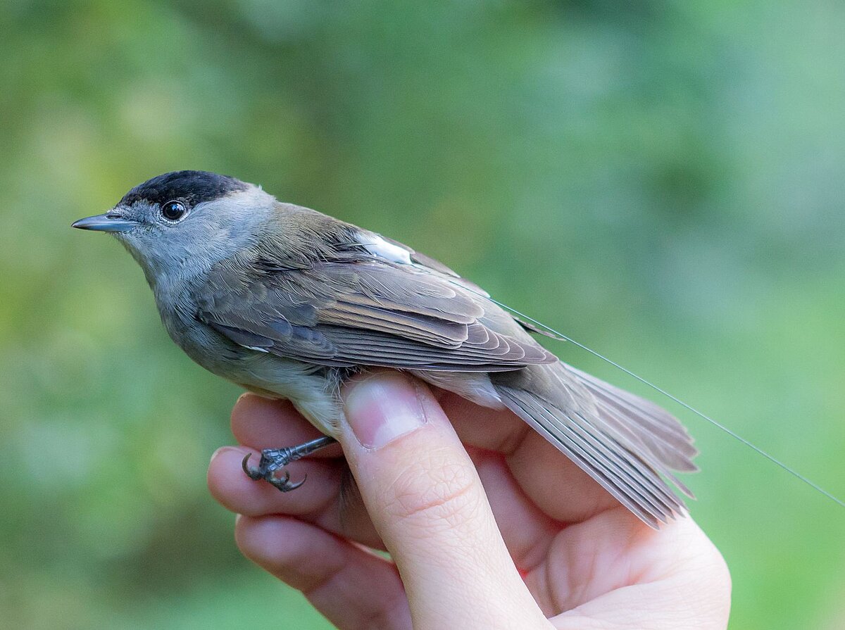 Eine Hand hält vorsichtig einen kleinen Vogel.
