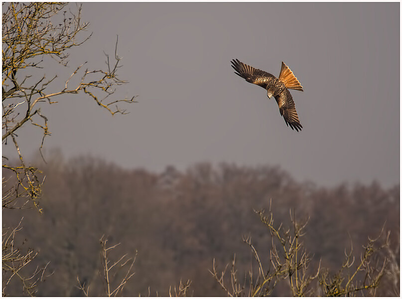Greifvogel im Flug, im Hintergrund ein Waldrand