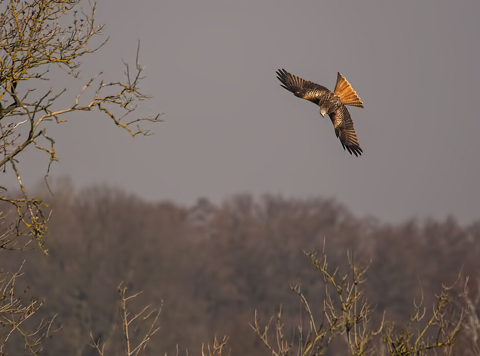 Greifvogel im Flug, im Hintergrund ein Waldrand