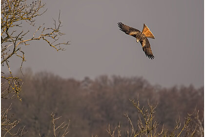 Greifvogel im Flug, im Hintergrund ein Waldrand