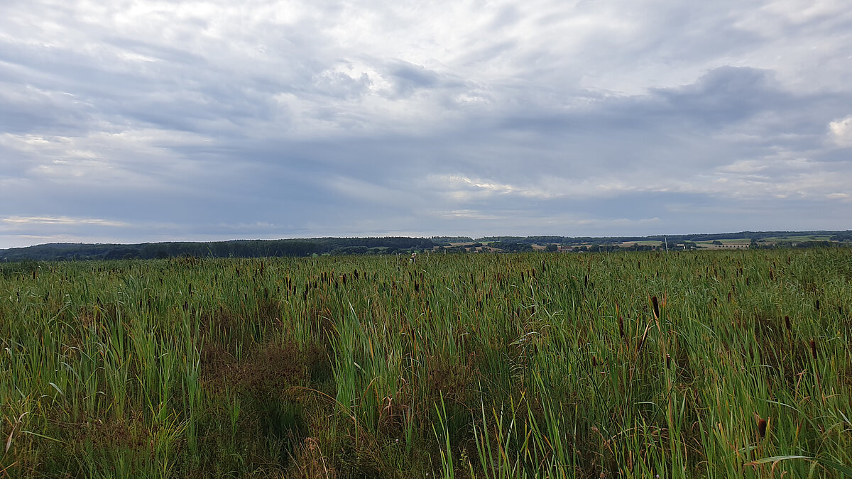 Moorlandschaft bei bedecktem Himmel
