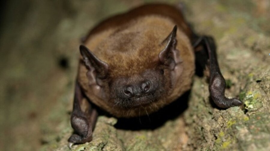 Eine Fledermaus krallt sich an einem Baumstamm fest