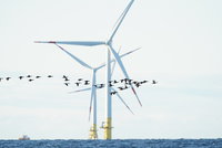 Eider ducks fly in V formation over the open sea, with offshore wind turbines in the near background