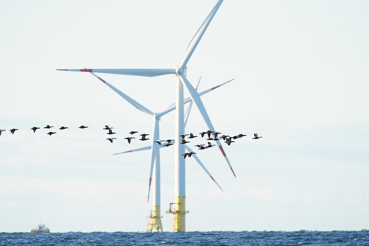 Eider ducks fly in V formation over the open sea, with offshore wind turbines in the near background