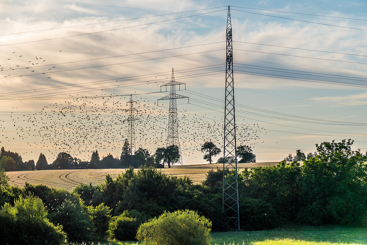 Ein Vogelschwarm zieht an einer Starkstromleitung in landwirtschaftlicher, offener Landschaft vorbei.
