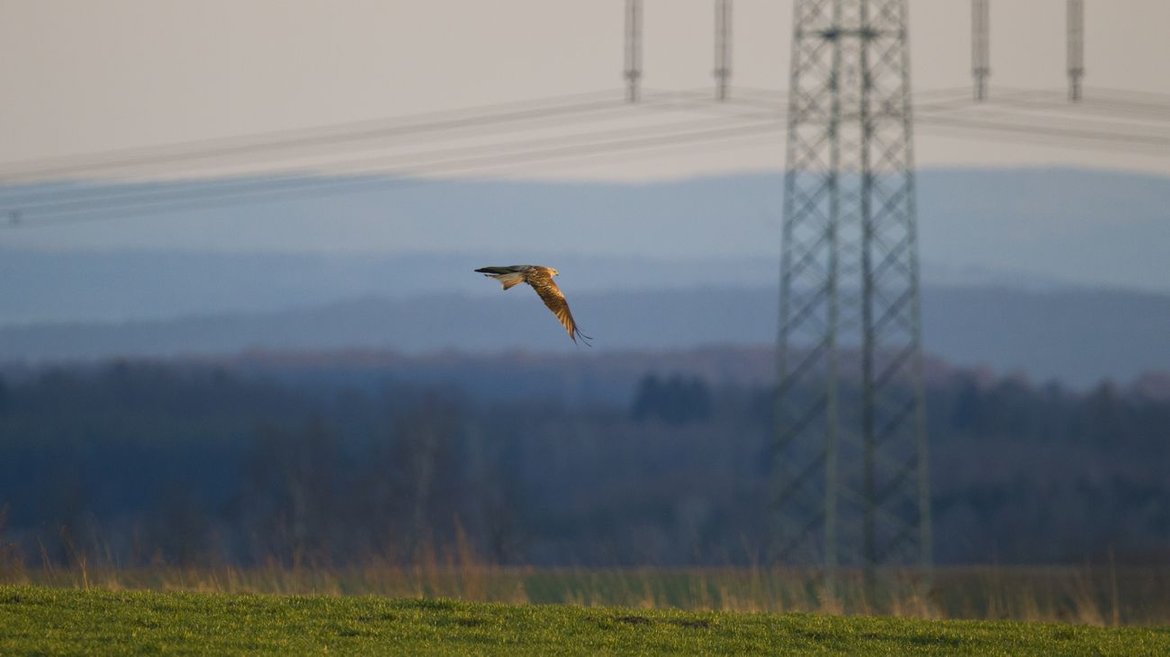 A red kite flies in front of an overhead electricity line