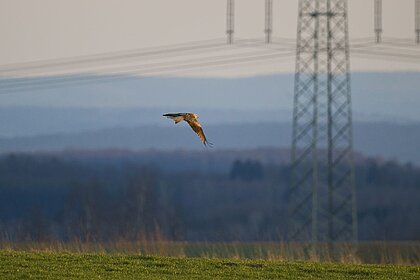A red kite flies in front of an overhead electricity line