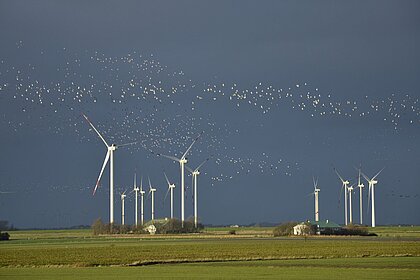 Ein Vogelschwarm fliegt über einen Windpark