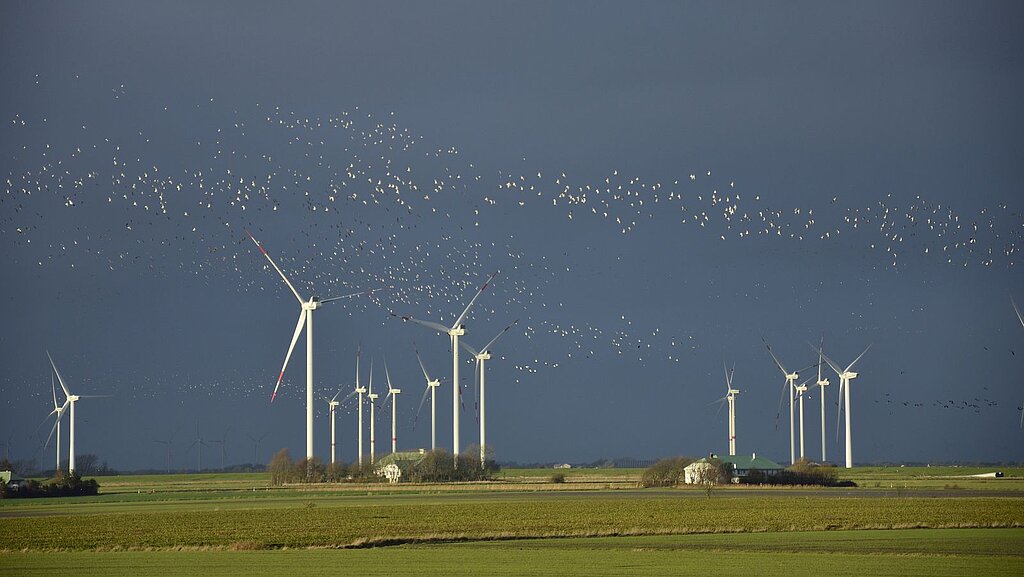 Ein Vogelschwarm fliegt über einen Windpark