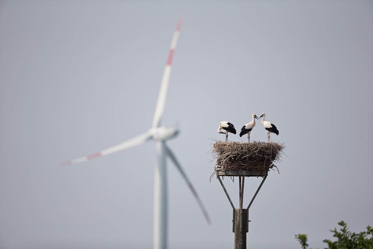 Three storks in a nest, a wind turbine in the background