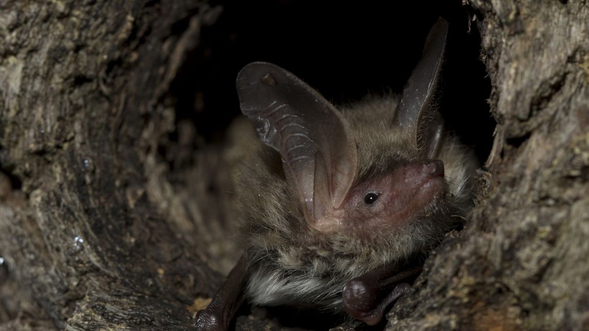 A Bechstein's bat in a tree cavity