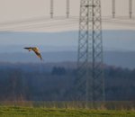 A red kite flies in front of an overhead electricity line