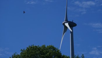Ein Rotmilan überfliegt in großer Höhe eine Windenergieanlage.