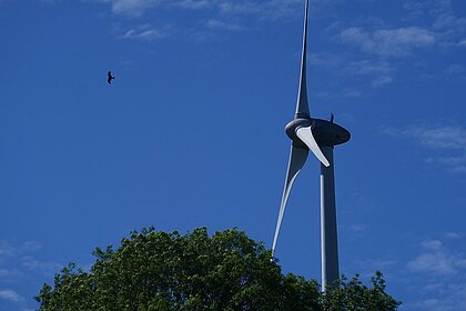 A red kite in the Dunetal near Altenbeken (district of Paderborn) A red kite flies over a wind turbine at high altitude.
