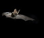 Bat in flight