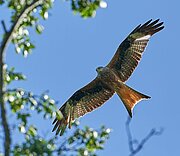 Ein Raubvogel von unten im Flug