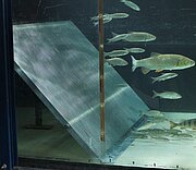 Laboratory experiment with fish and flat rakes