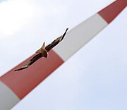 Rotliman fliegt vor einem Rotorblatt