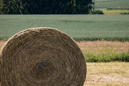 Heuballen und Wald