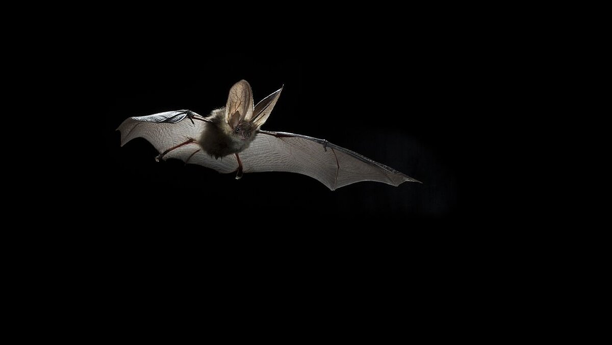 Fledermaus im Flug