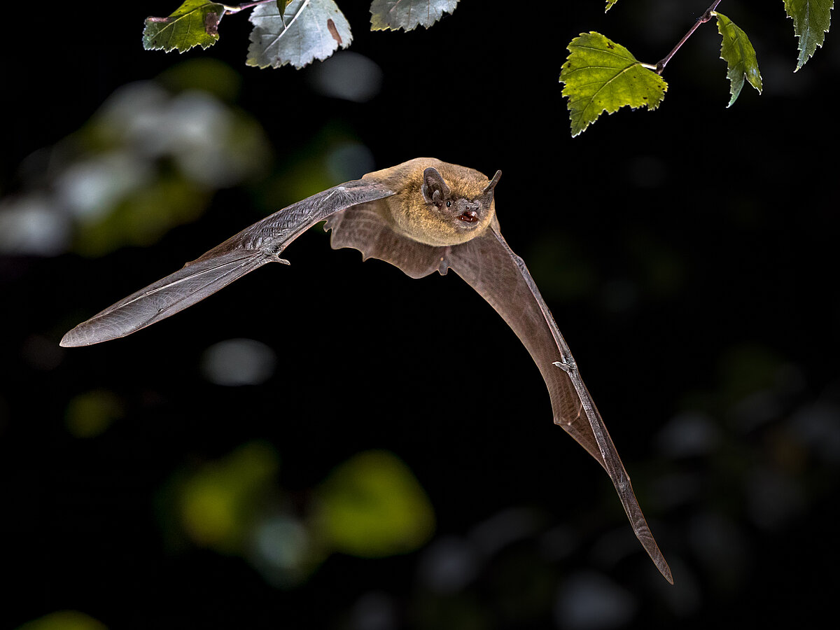 eine Fledermaus im Flug