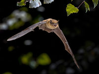 a bat in flight