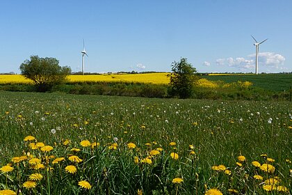 Blühende Felder, im Hintergrund Windräder