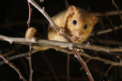 Eine Haselmaus sitzt auf einem Zweig