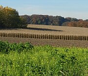 Landschaft mit Maisacker