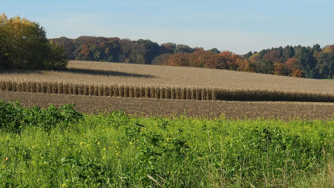 Landschaft mit Maisacker
