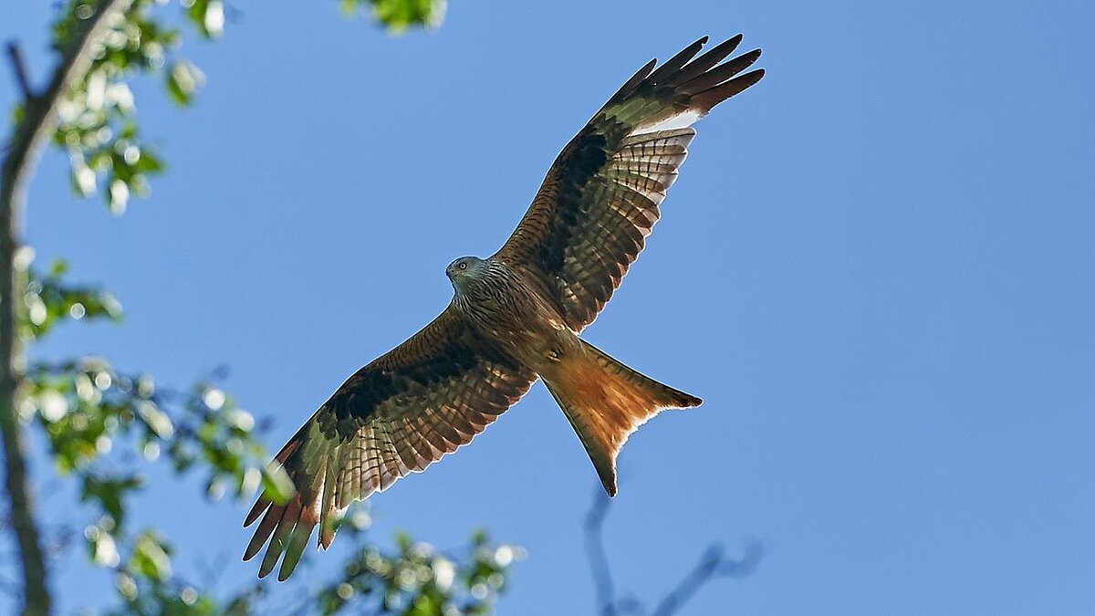 A flying bird of prey from below